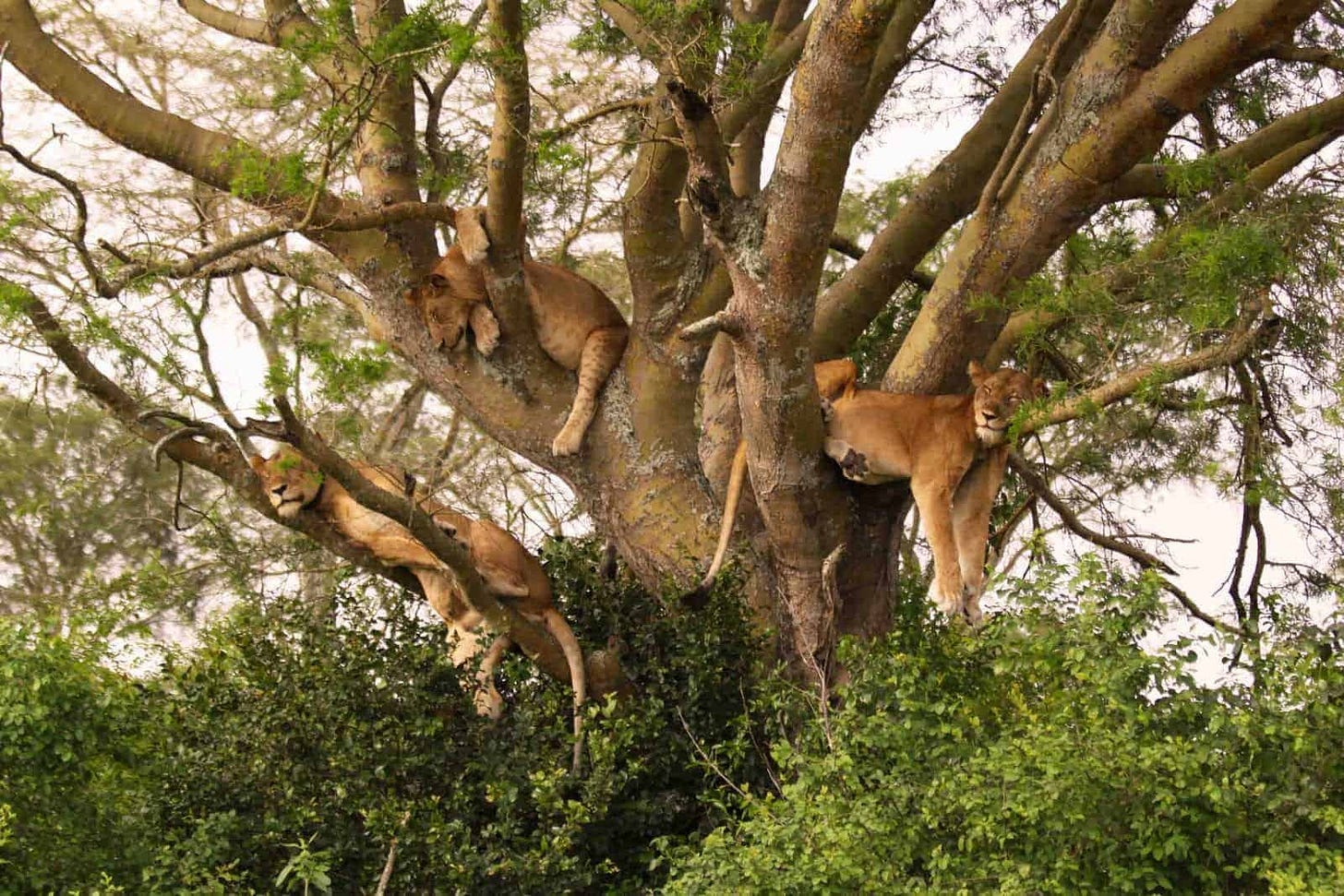 Why Do Some Lions Climb Trees? A closer look at tree climbing lions –  Southern Destinations