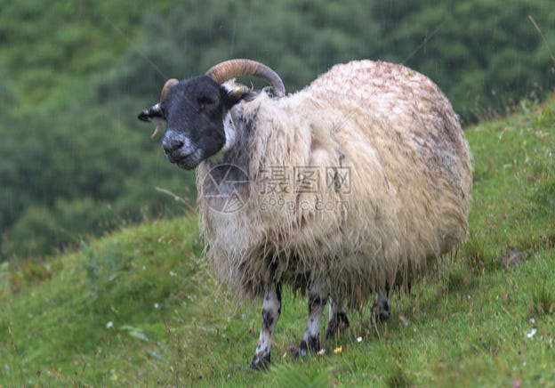 A Ram in Rut - by CCLL - China Literature & Arts (艺文中国）