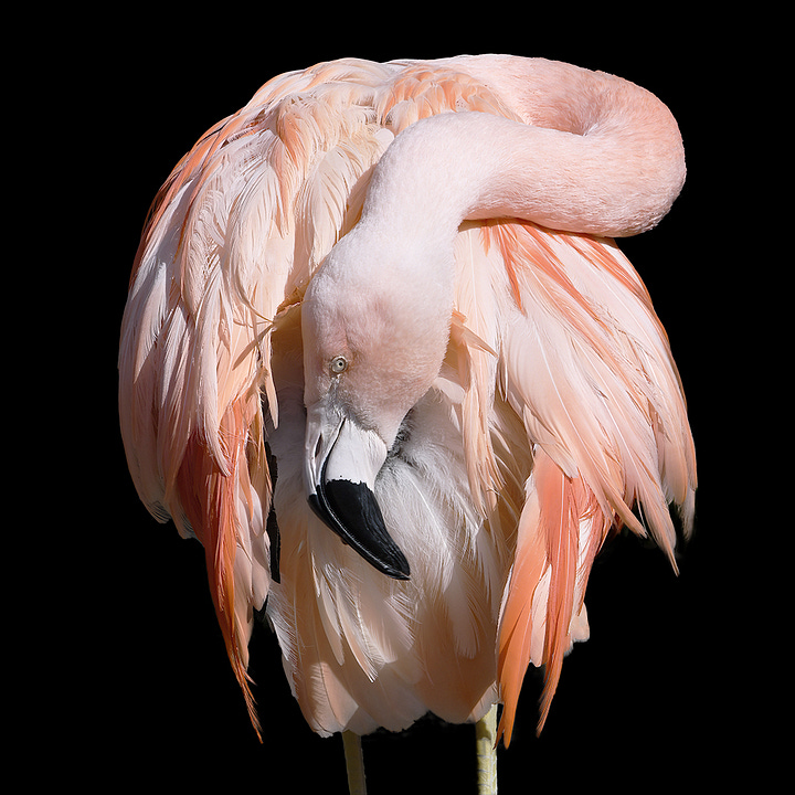 Chilean Flamingos, Woodland Park Zoo, Seattle, Washington, 2019