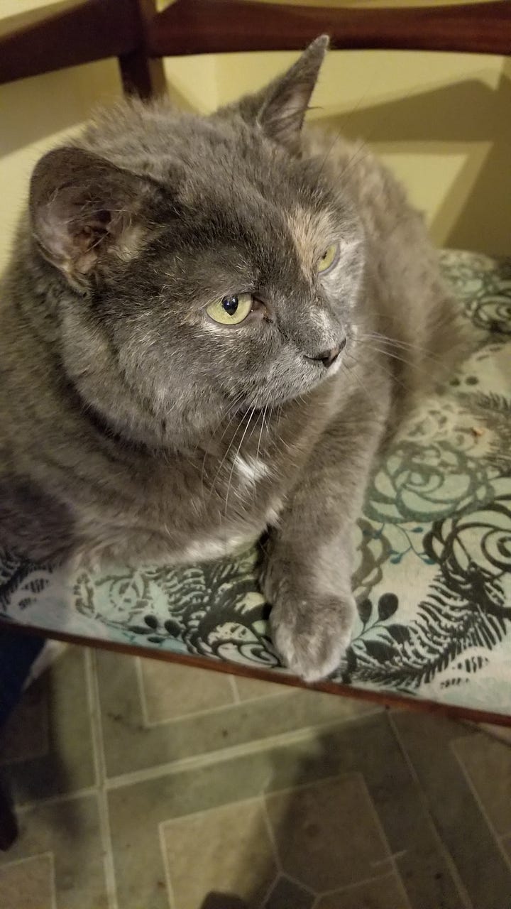 Seven photos of Dilly, a dilute tortoiseshell cat, in various poses.