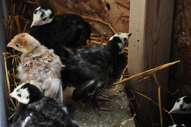 turkey chicks