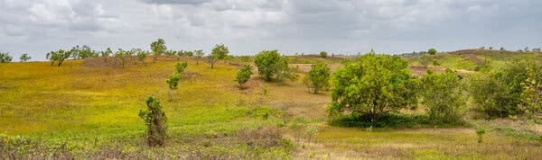 An open field with grass and trees. An open field with grass and trees.