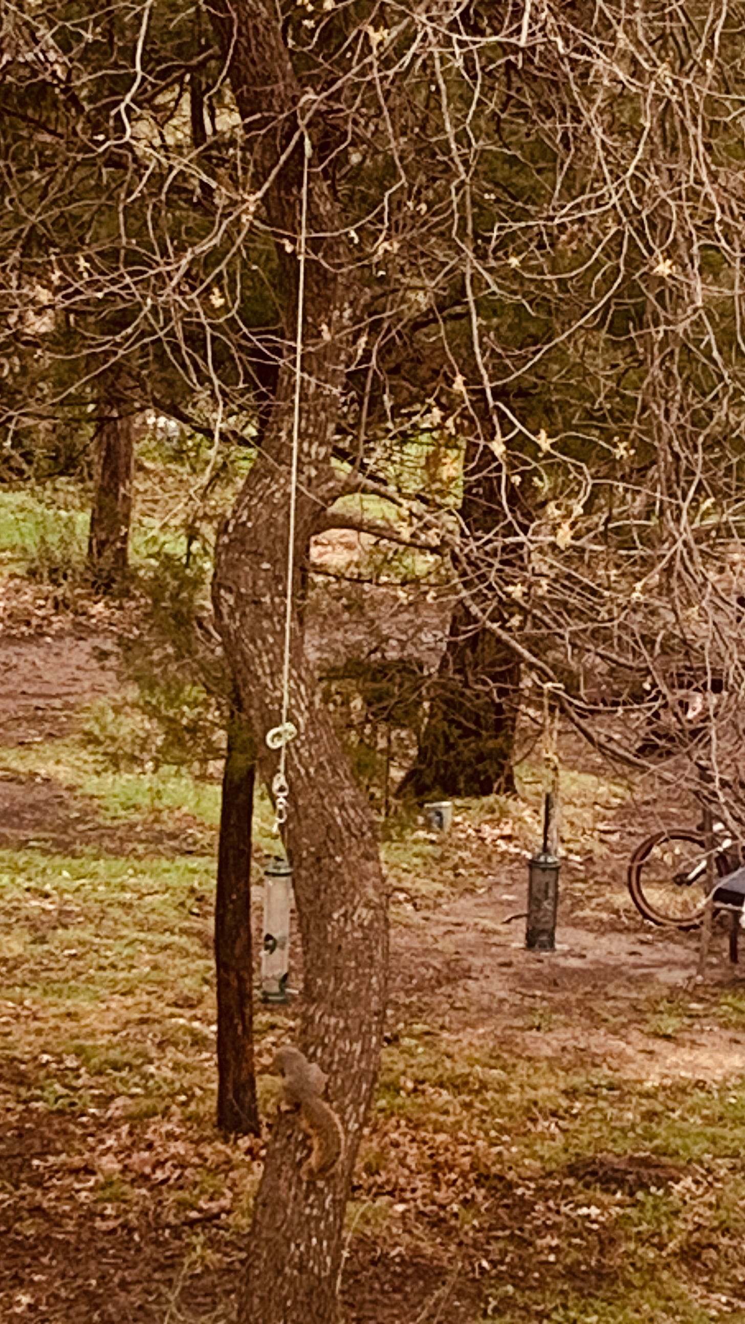 Lady the Oak with two dangling bird feeders and a squirrel