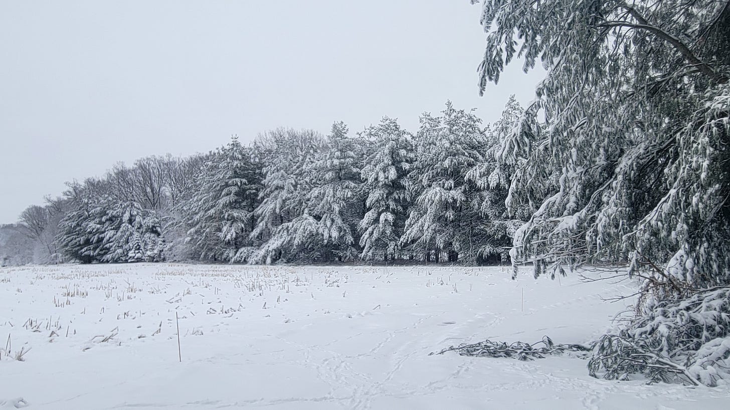 More snow! A snowy lane lined with pine trees.
