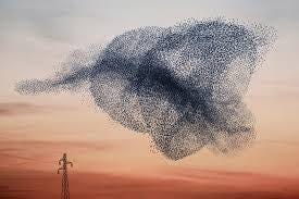 Murmurations | Howie's Wildlife Images