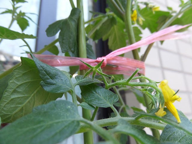 Tomato Plants 17 June 2014 Tomato Plants 17 June 2014