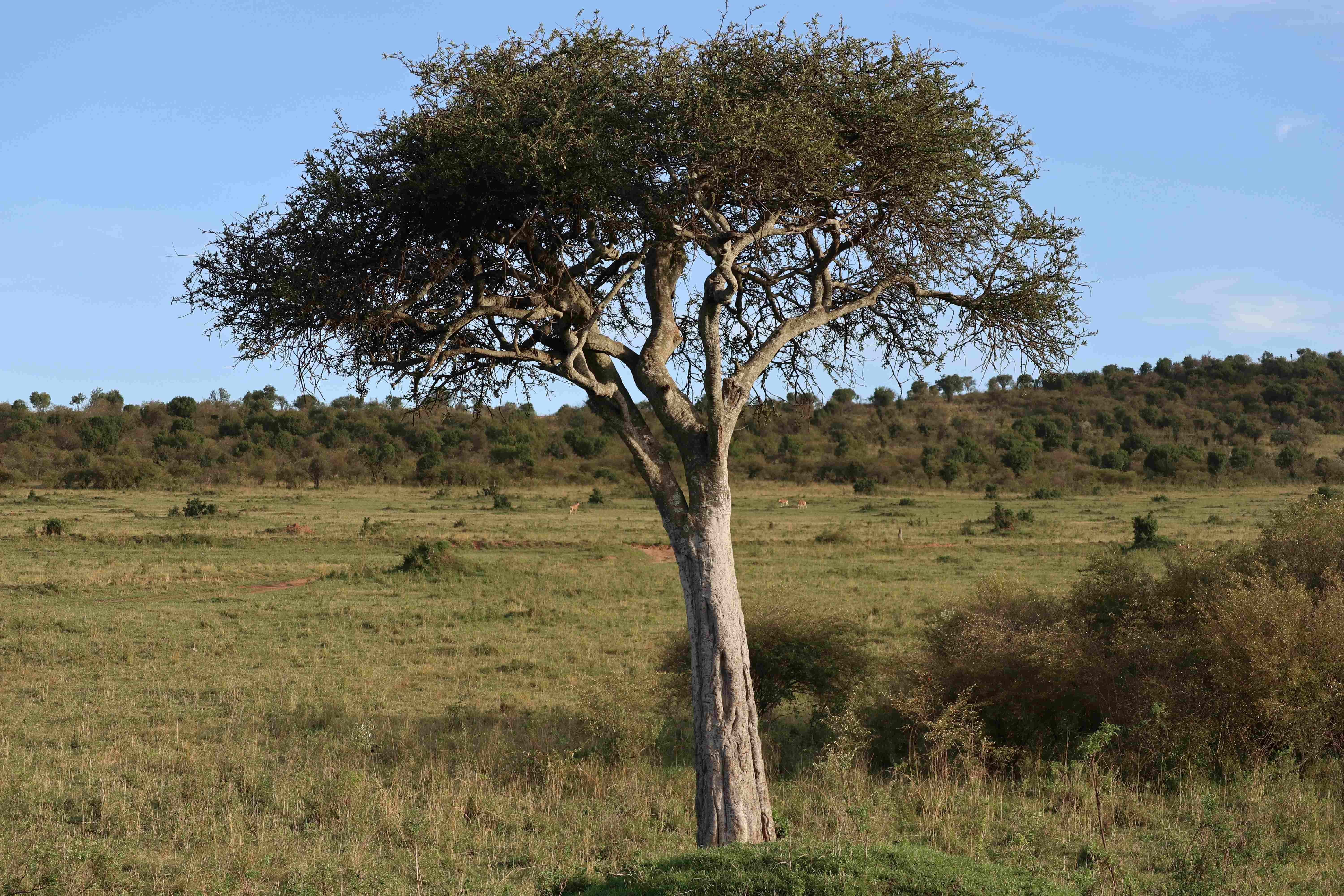 Wildflowers of the Maasai Mara - by Melanie Newfield