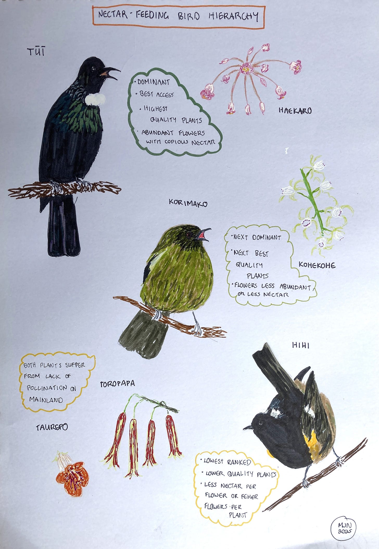 A felt pen drawing showing the nectar feeding bird hierarchy, tūī > korimako > hihi as well as four plants they feed on Pittosporum umbellatum, kohekohe, taurepo and toropapa