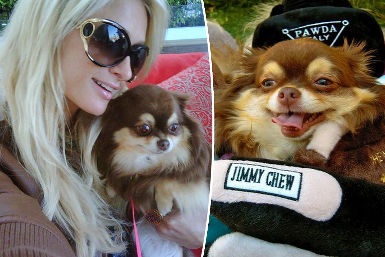 Paris Hilton's 23-year-old dog, Harajuku Bitch, dies