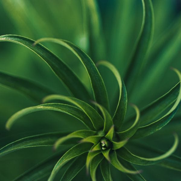 Close-up of green plant leaves spiraling outward.