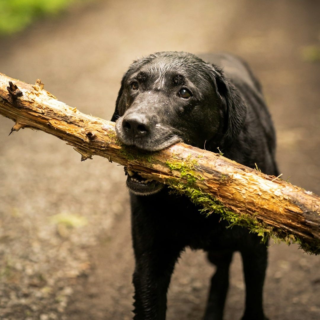 black labrador retriever on brown tree branch