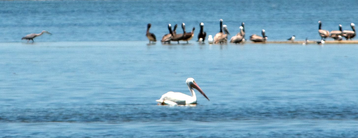 A white pelican glides in the blue waters of Corpus Christi Bay, while more sea birds congregate on a sandbar in the background. 