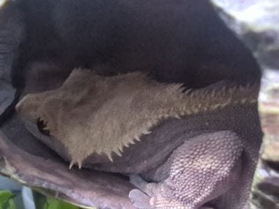 Dogs, Cats, and Lizards Napping