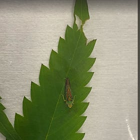 Hop Latent Viroid detection in leafhoppers (Nephotettix cincticeps) feeding on Cannabis sativa sap