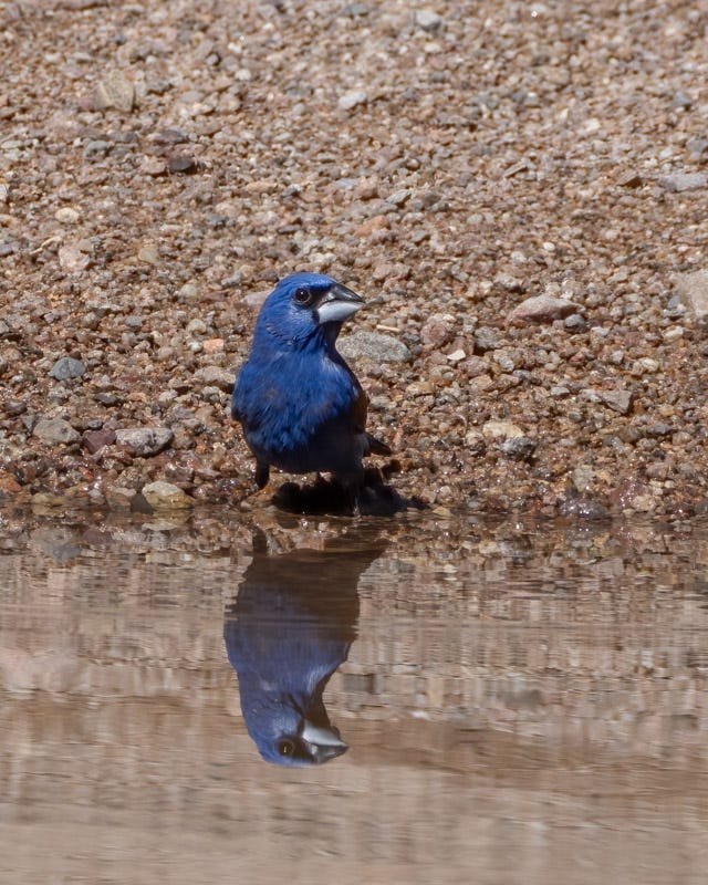 20250710-SantaGertrudis-158-Edit.jpg 20250710-SantaGertrudis-158-Edit.jpg