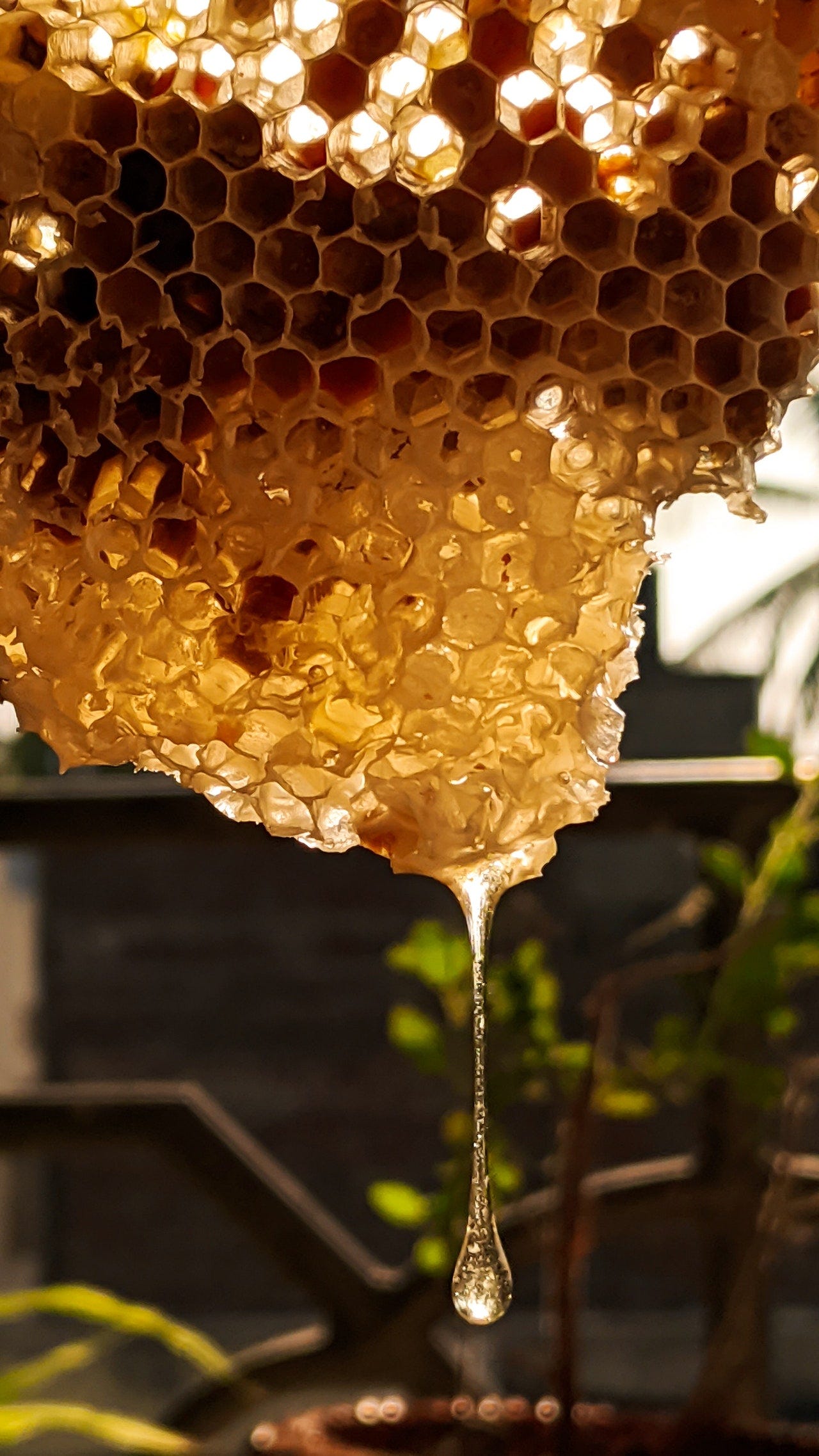 Close up of a portion of honeycomb, backlit, with a single drop of honey glistening in the sunlight.