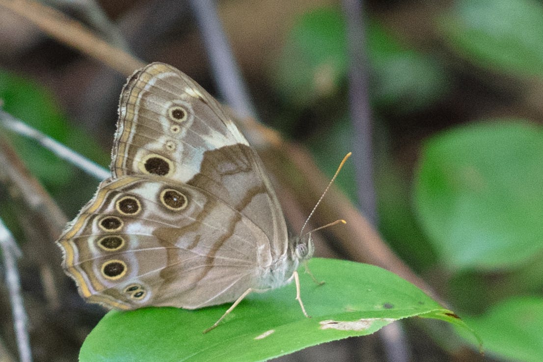 A pale butterfly with light brown wings rests on a leaf. The butterfly's wings have various curving lines of different shades of brown, tan, and white, and a row of yellow-rimmed black eyespots along the edge of each wing. A pale butterfly with light brown wings rests on a leaf. The butterfly's wings have various curving lines of different shades of brown, tan, and white, and a row of yellow-rimmed black eyespots along the edge of each wing.
