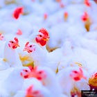 South Korean Scientists Engineer Chicken Cells to Produce Deadly Bird Flu Spike Protein for New Vaccine: 'International Journal of Molecular Sciences'