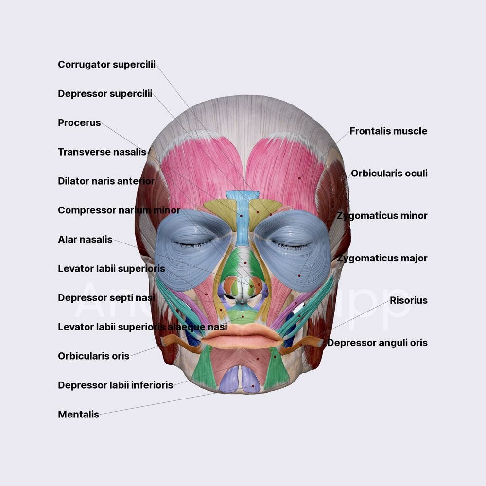 Facial muscles | Anatomy.app