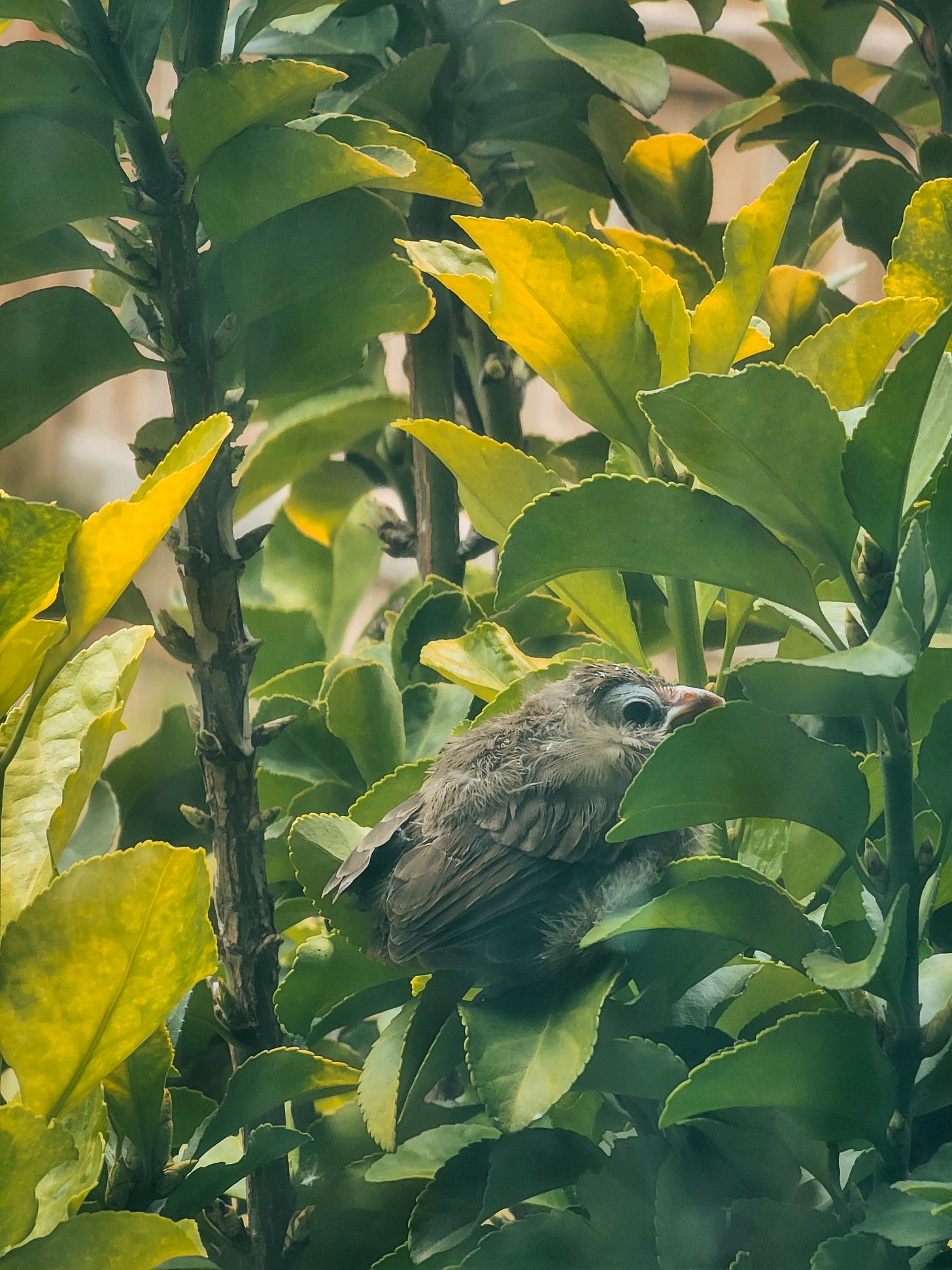 Fuzzy baby Cardinal sitting in a bush.