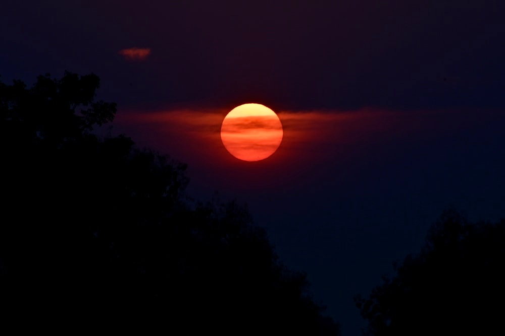 silhouette of trees during sunset