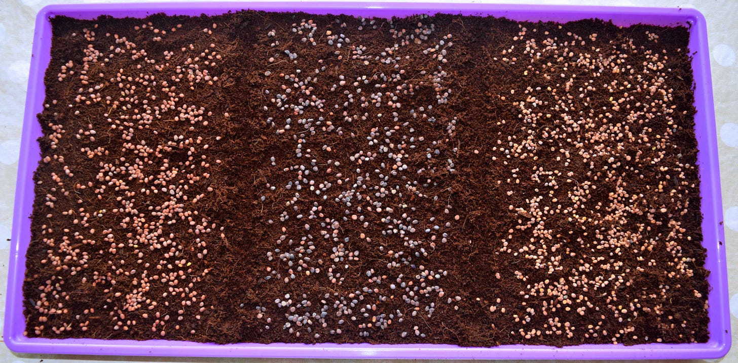 Radish Trio Sampler: China Rose, Purple Sango and Diakon Radishes