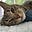 Anne & those cats…'s avatar