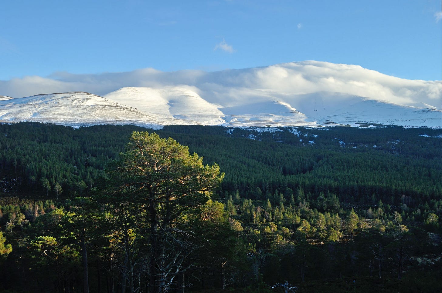 Snowy hills, cloud capped, pine forest