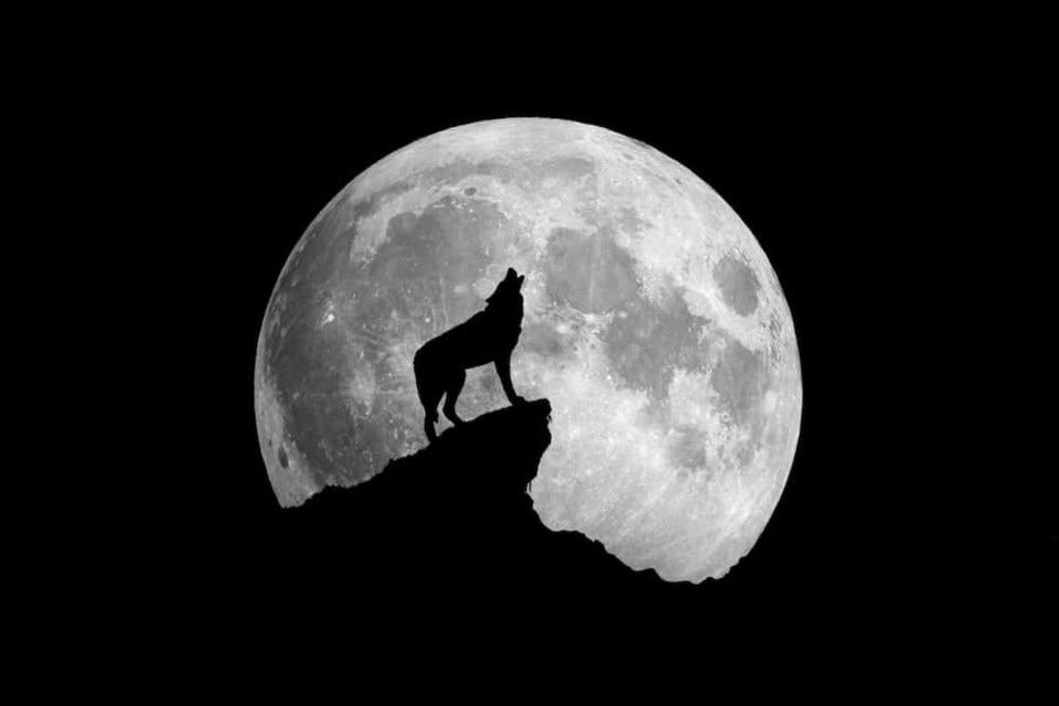 wolves come at night