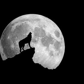 wolves come at night