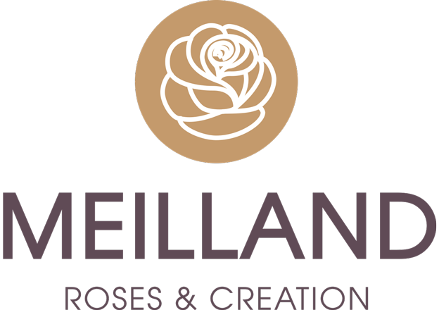 MEILLAND International • Breeding new varieties of roses
