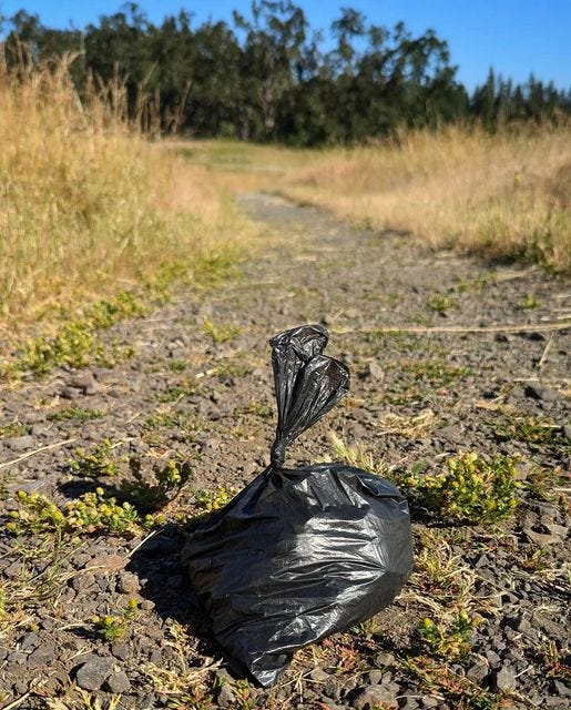 a rather artsy photo of a small black bag full of dog poop on a rocky trail with Douglas firs blurry behind it. 