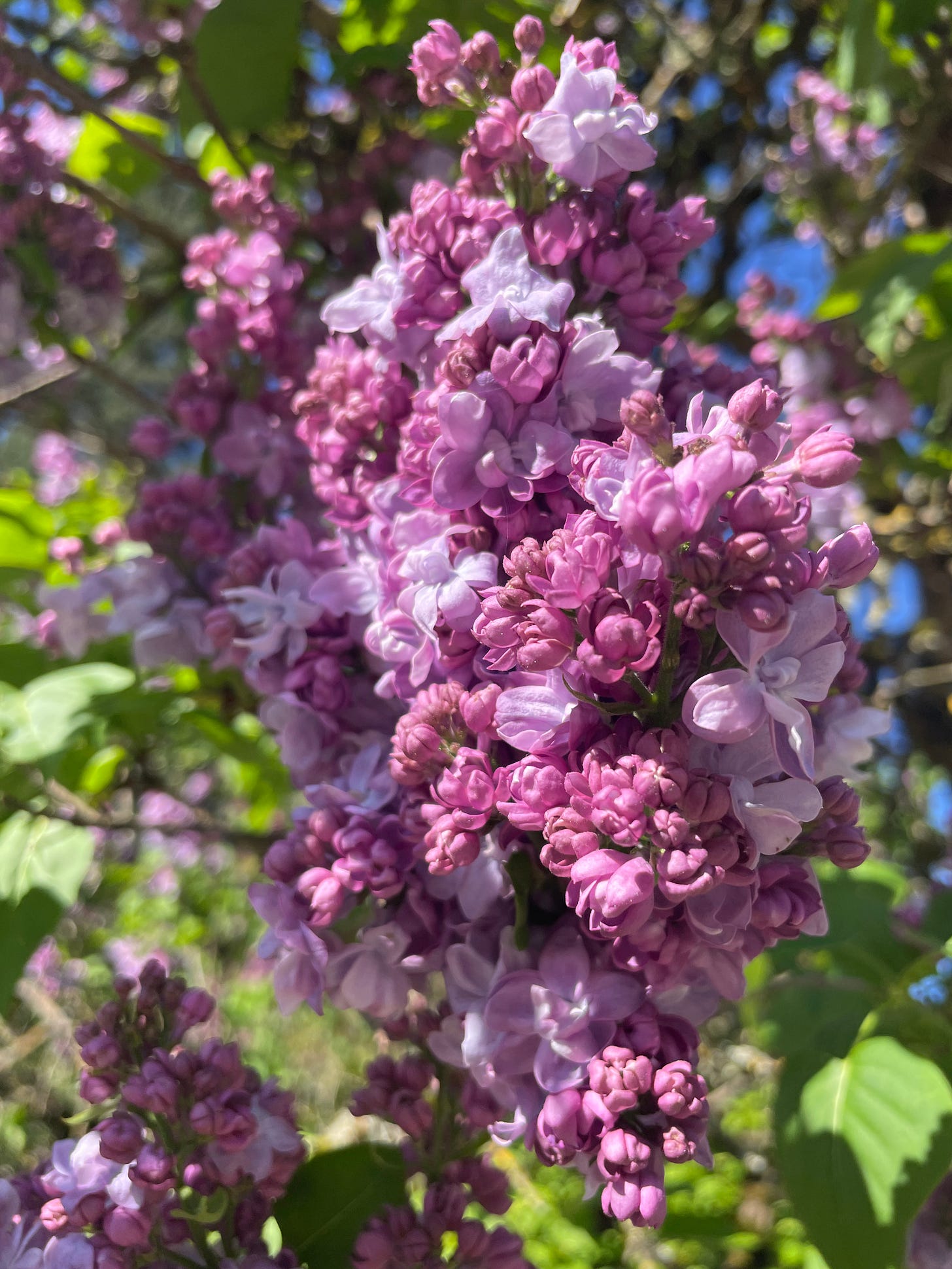 Bright purple lilac flowers and bright green leaves