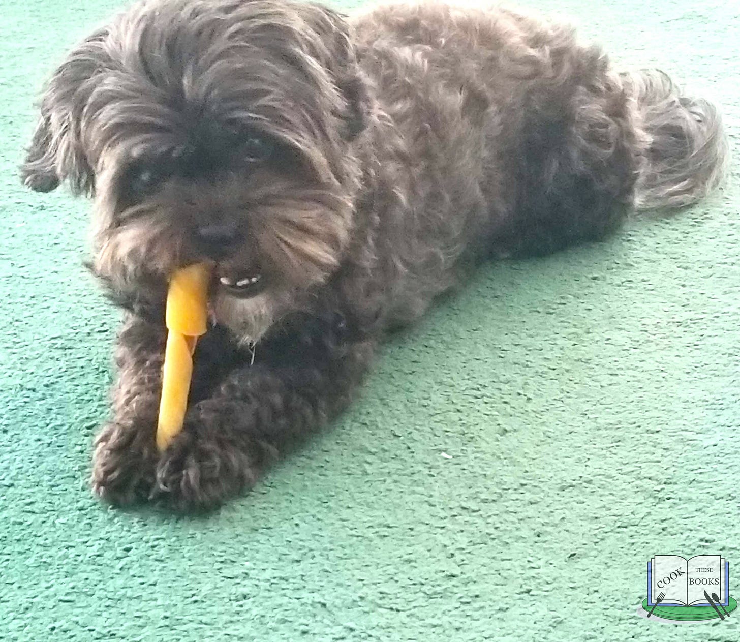 Dog chewing a bone