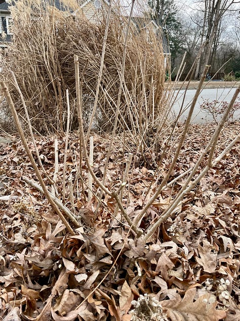 winter pruning dormant shrubs and trees