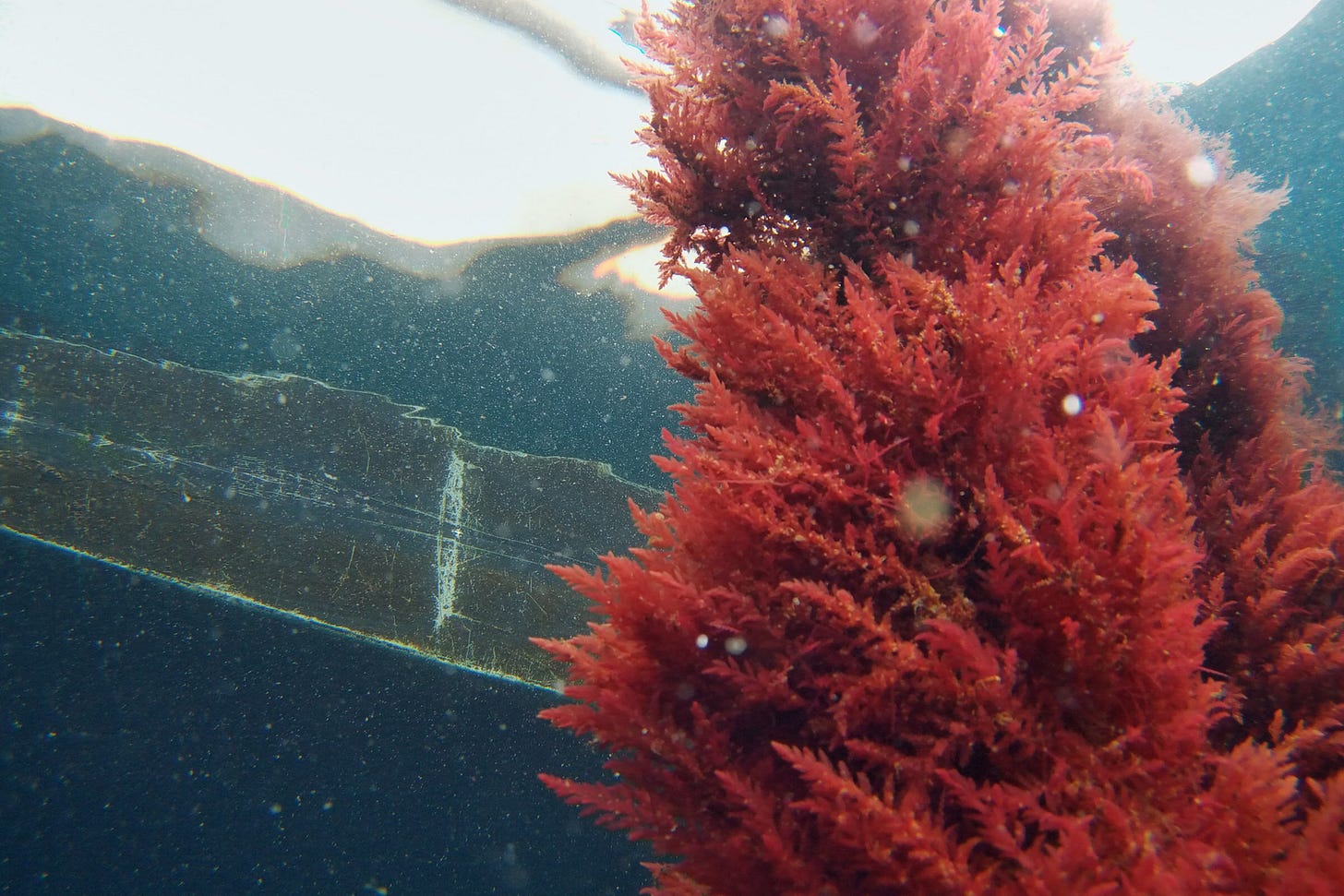 Asparagopsis Cultivation — Sea Forest