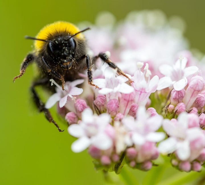 Bee on white flowers and large pile of apples