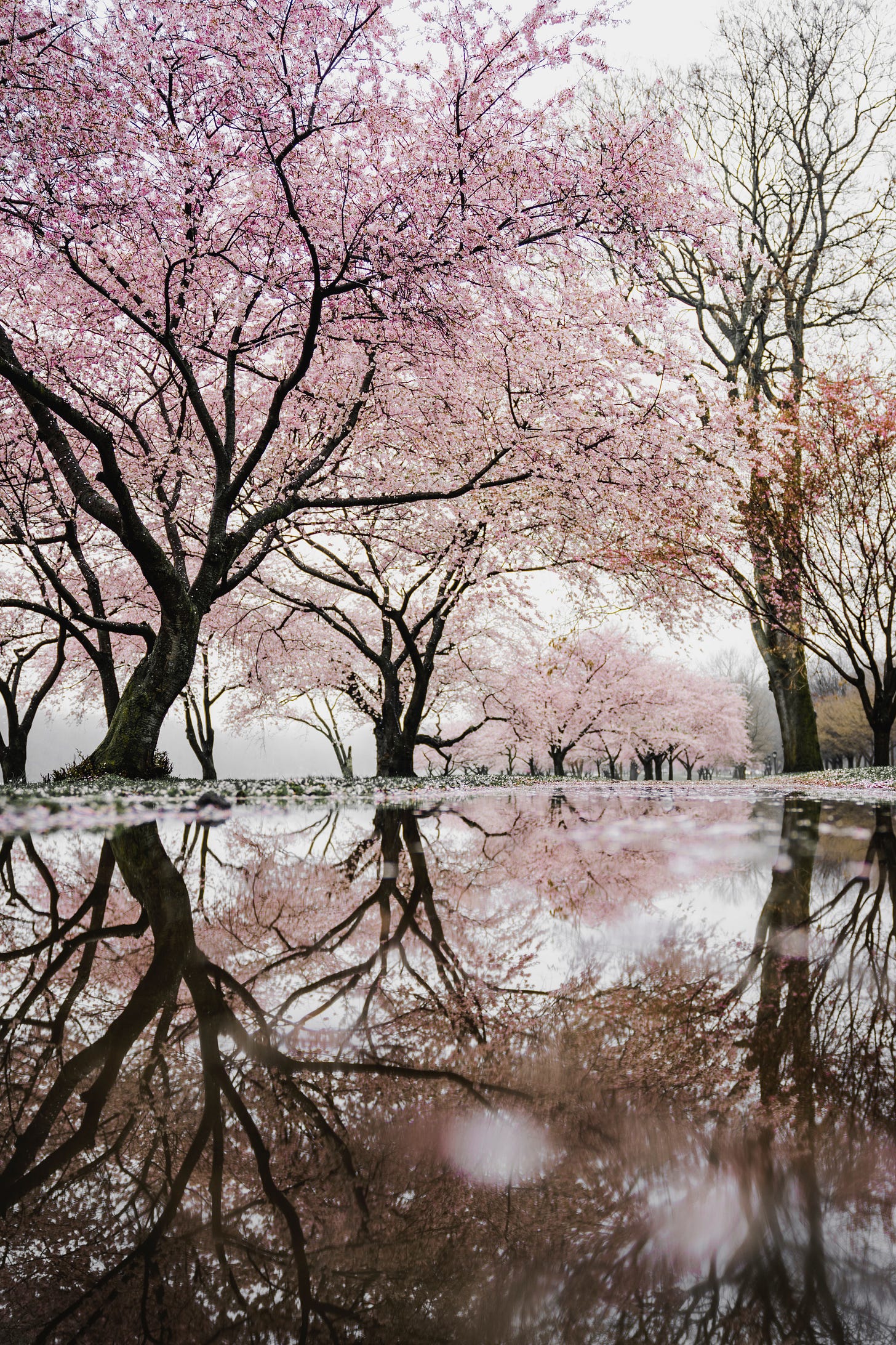 Cherry trees in blossom reflecting in a pond