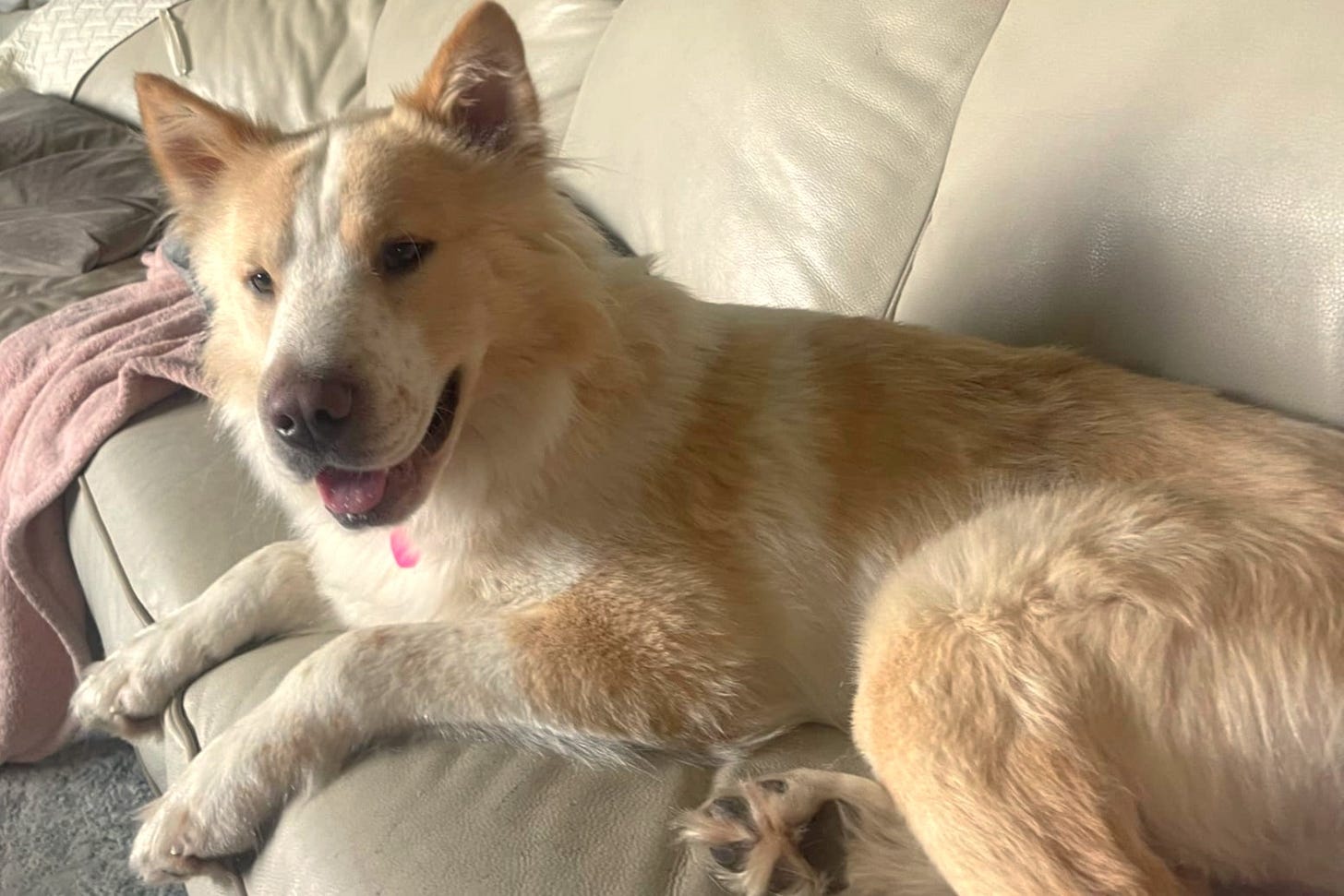 A rust and white colored dog lounges on a couch