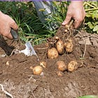 Why Bare Soil (and top soil erosion) Is A Problem For Us All 