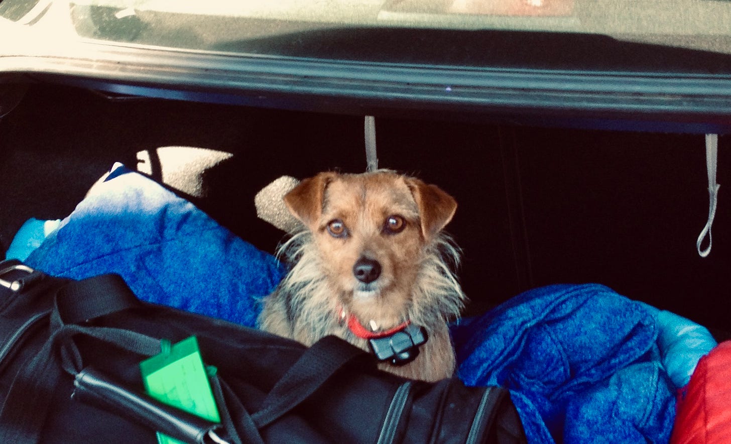 A yorkie-russel dog sitting in a car trunk surrounded by suitcases.