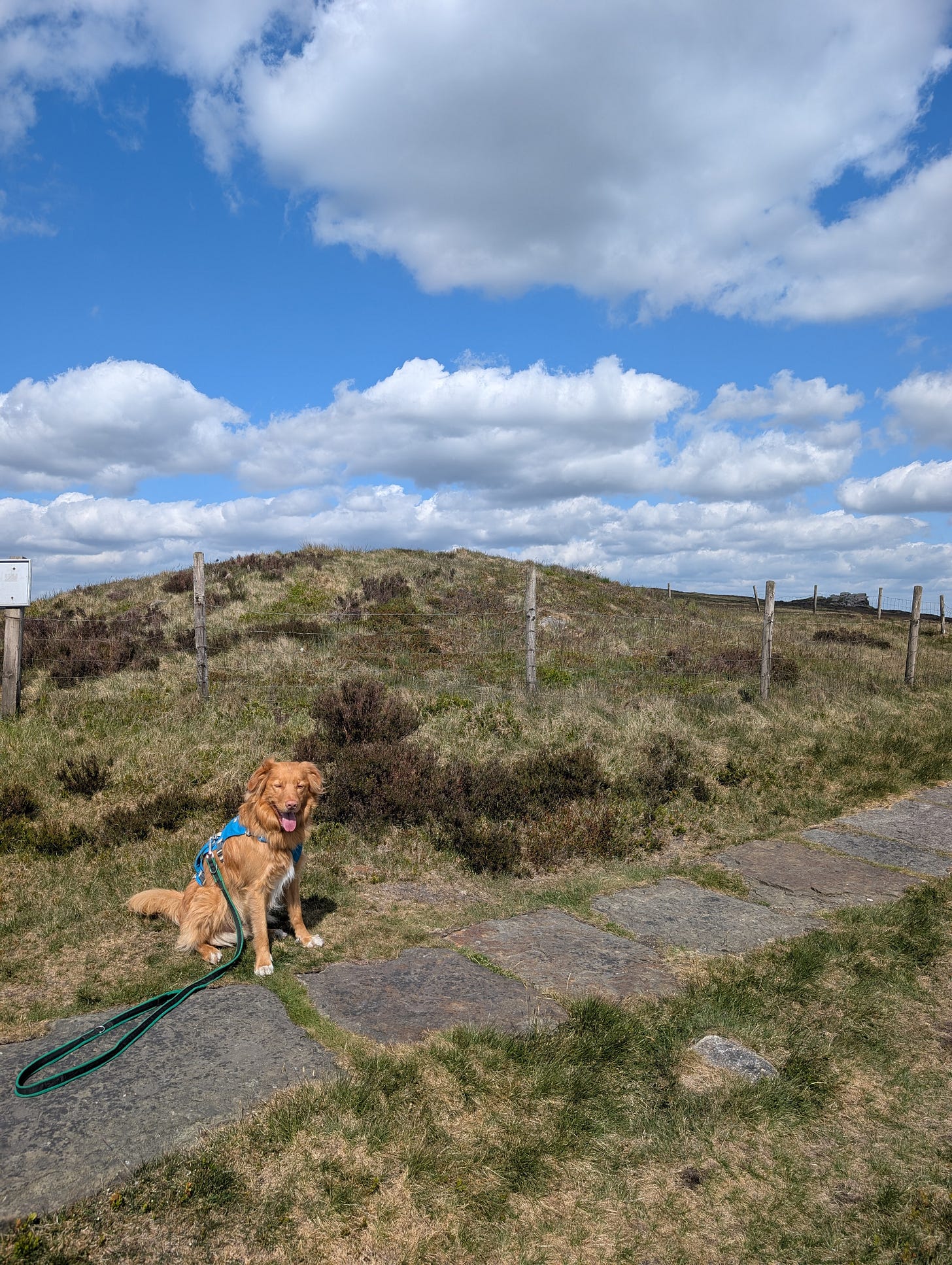 Toller retriever stands besides a Neolithic burial mound on Kinder Low