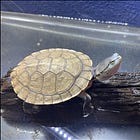 動かないことで生き延びる。ヒラリーカエルガメという亀