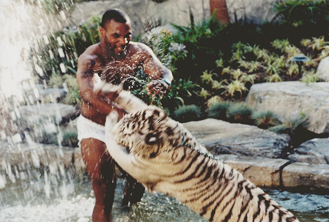 Mike Tyson revealed what the worst part was about sleeping with his Bengal  tigers - Infobae