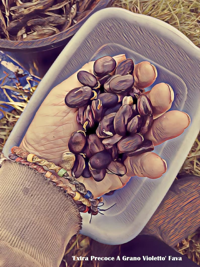 Extra Precoce a Gran Violetto Fava Beans