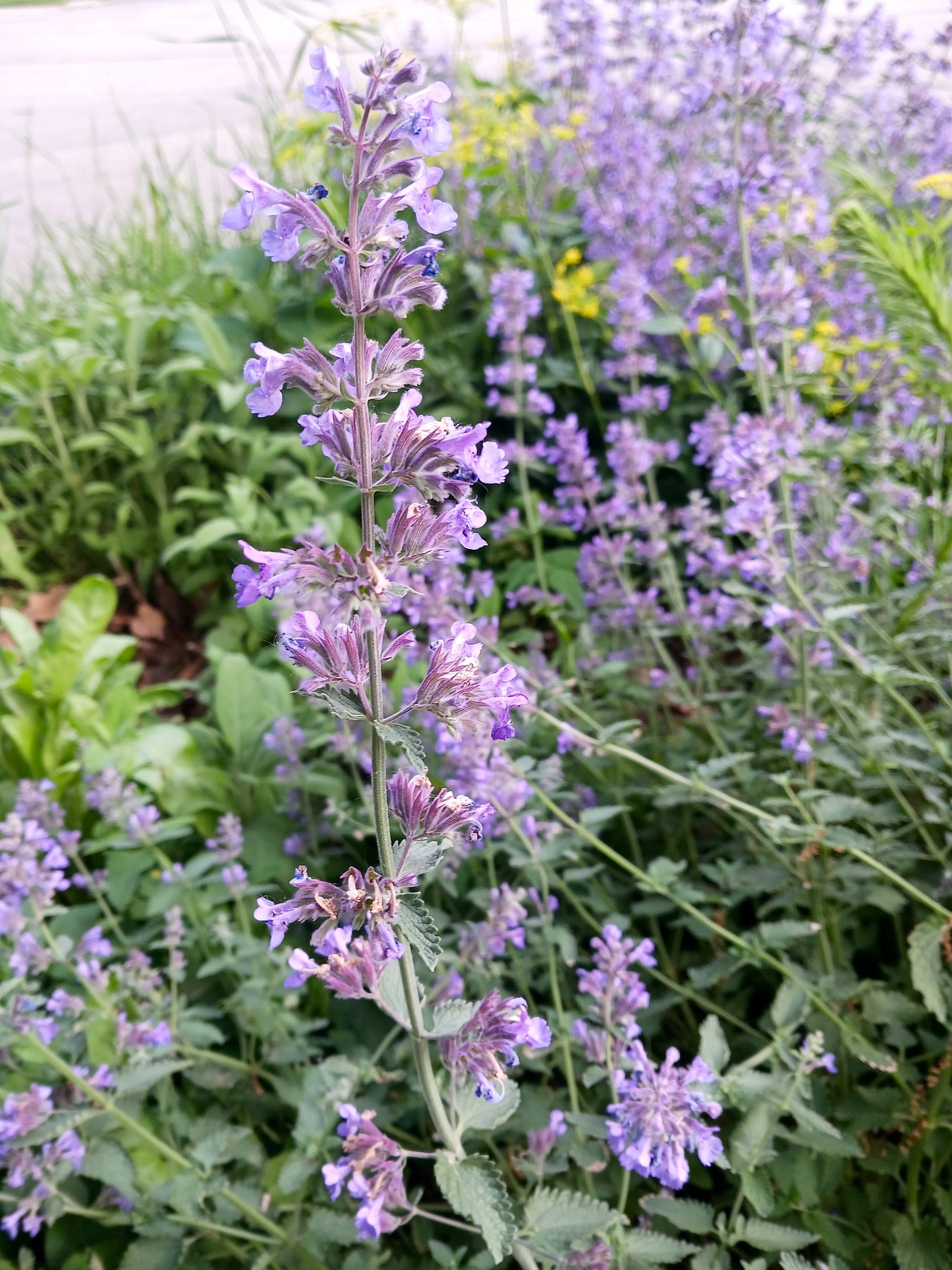 Image of lavender plants by the side of the road.