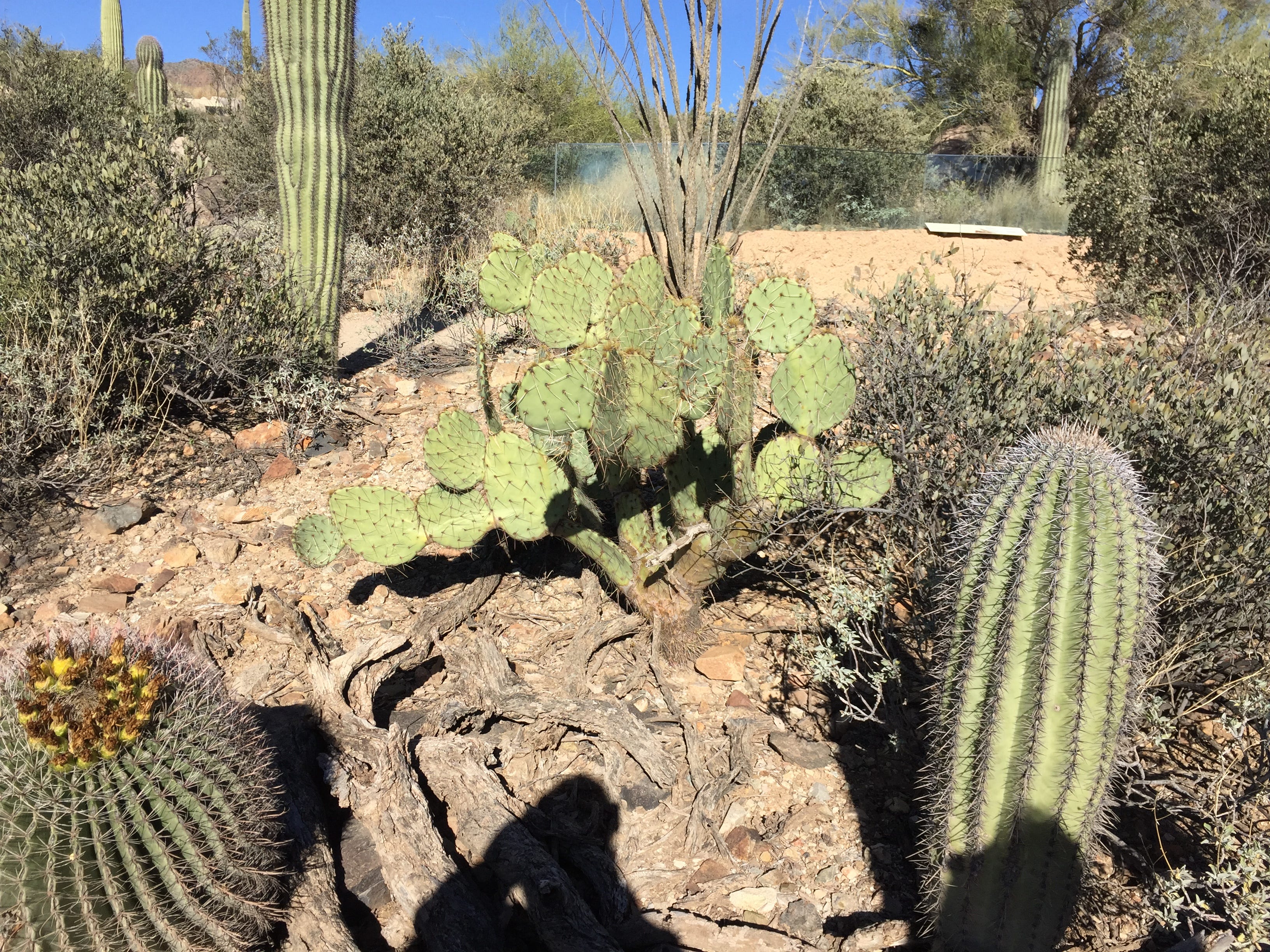 The Beauty of the Desert - Janyne McConnaughey