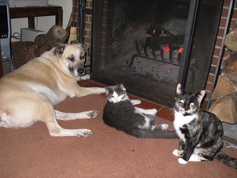 Newman with the various pets