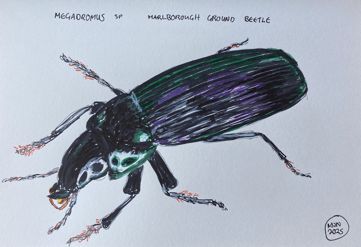 Black beetle with iridescent green and purple, Megadromus sp Marlborough ground beetle
