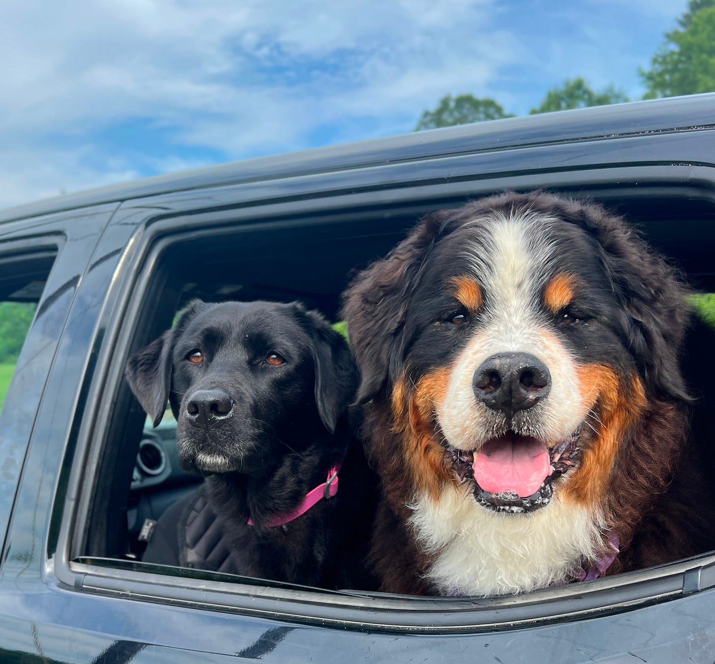 A photgraph of Tugboat and Waffle, Kate's psychiatric service dogs, with their tongues out on a summer day, in the passenger seat of their truck.